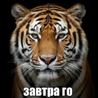 Телеграм стикер 😌 + weib @gewwissensbisse