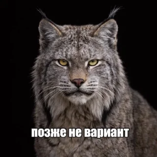 Телеграм стикер 🤨 + weib @gewwissensbisse