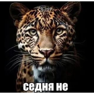 Телеграм стикер 🤨 + weib @gewwissensbisse