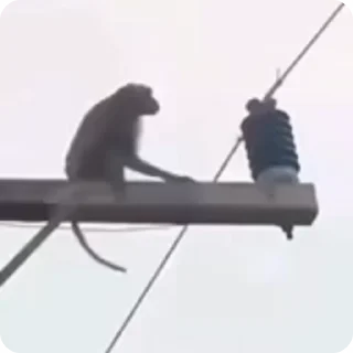 Video sticker 🙊 Animados intankaveis