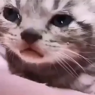 Video sticker 😢 Animados intankaveis