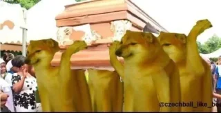 Video sticker ⚰ Cheems #4 @LegendaryKeys