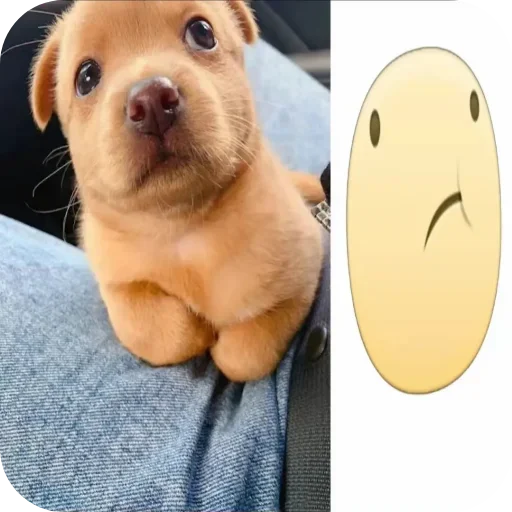 Telegram sticker 🐶 @wk203