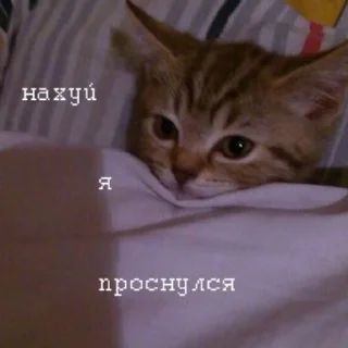 Telegram sticker 🌟 captaintessica 🐍 :: @fStikBot