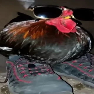 Video sticker 🐤 Гладбище