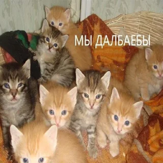 Video sticker 😺 Гладбище