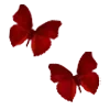 Video sticker 🌟 calypsophora @TgEm...