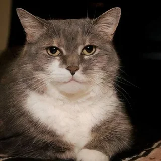 Telegram sticker 😺 нахтигалька 2