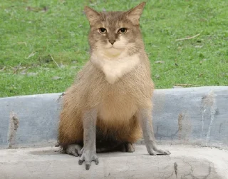 Telegram sticker 🐈 нахтигалька 2