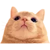 Sticker 🥺 рилсы -> @montirovka_slava