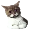Sticker 👨‍🦳 рилсы -> @montirovka_slava