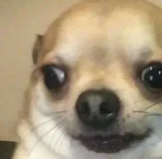 Telegram stiker 😅 Chiguire 🥔 Steal Pack