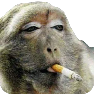 Telegram sticker 📄 Matrix Social