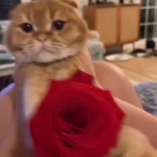 Video sticker 🌹 Ｄｅｅａｒｈｏｏｆ :: @fStikBot