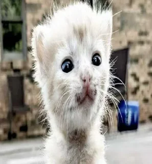 Telegram sticker 😍 Больше стиков тут: @stikery4