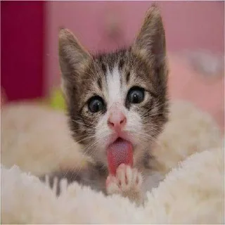 Telegram sticker ☺️ Больше стиков тут: @stikery4