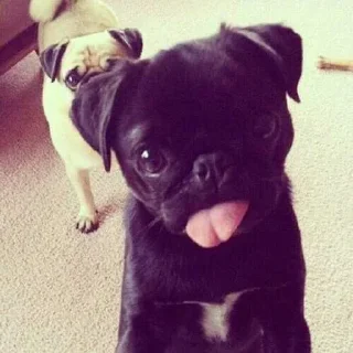 Video sticker 😅 Больше стиков тут: @stikery4