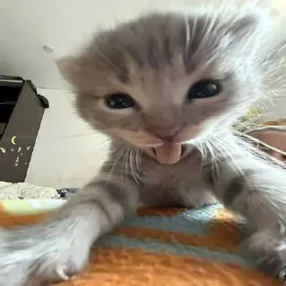 Video sticker 😇 Больше стиков тут: @stikery4