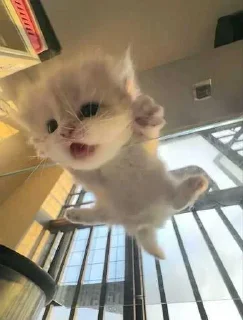 Video sticker 😜 Больше стиков тут: @stikery4