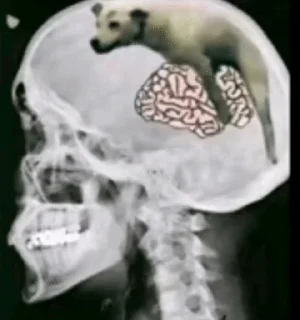 Telegram stiker 🧠 тт коммы @smazmik