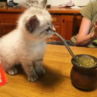 Video sticker 🙂 Gato amargado