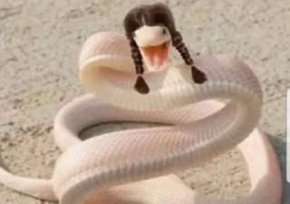 Video sticker 🐍 هــاجــر ²