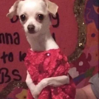 Video sticker 😐 هــاجــر ²