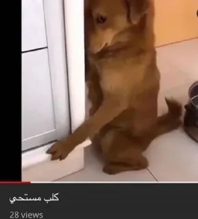 Video sticker 🙈 هــاجــر ²