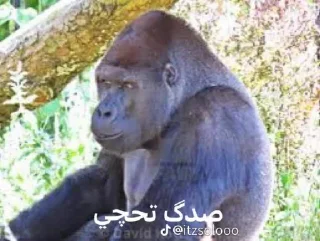 Telegram sticker 🦍 - Join : @AHMSHY 🫧 قرد البصرة (monkey