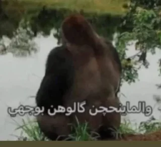 Telegram sticker 🦍 - Join : @AHMSHY 🫧 قرد البصرة (monkey