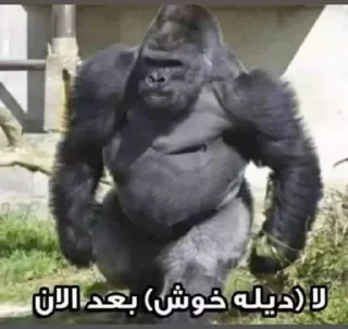 Video sticker 🦍 - Join : @AHMSHY 🫧 قرد البصرة (monkey