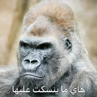 Telegram sticker 😡 - Join : @AHMSHY 🫧 قرد البصرة (monkey