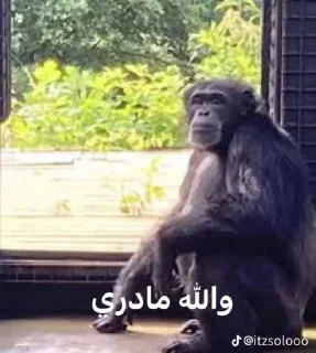 Video sticker 🦍 - Join : @AHMSHY 🫧 قرد البصرة (monkey