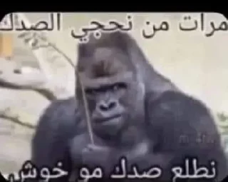 Video sticker 🦍 - Join : @AHMSHY 🫧 قرد البصرة (monkey