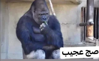 Telegram sticker 😒 - Join : @AHMSHY 🫧 قرد البصرة (monkey