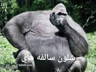 Telegram sticker 🤔 - Join : @AHMSHY 🫧 قرد البصرة (monkey
