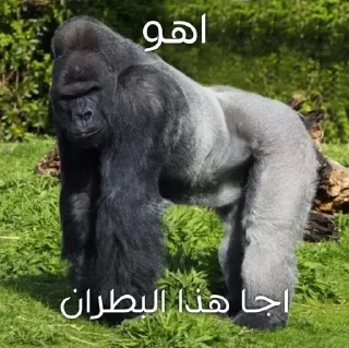 Telegram sticker 🦍 - Join : @AHMSHY 🫧 قرد البصرة (monkey