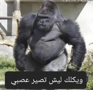 Sticker 🦍 - Join : @AHMSHY 🫧 قرد البصرة (monkey