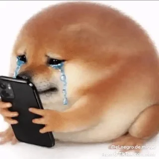 Video sticker 🌟 What the dog doing? :: @fStikBot