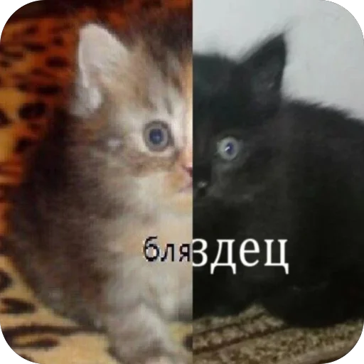 Telegram sticker 🫥 @ewenotes