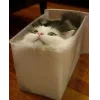 Sticker 🐱 коты @TgEmodziBot