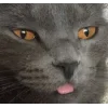 Sticker 😛 коты @TgEmodziBot