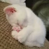 Sticker 😴 коты @TgEmodziBot