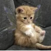 Sticker 🧚‍♀ коты @TgEmodziBot