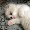 Sticker 🐱 коты @TgEmodziBot