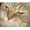 Sticker 🐱 коты @TgEmodziBot