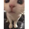 Video sticker 🐱 коты @TgEmodziBot