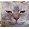 Sticker 🐱 коты @TgEmodziBot