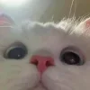 Video sticker 👀 коты @TgEmodziBot