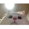 Video sticker 👀 коты @TgEmodziBot